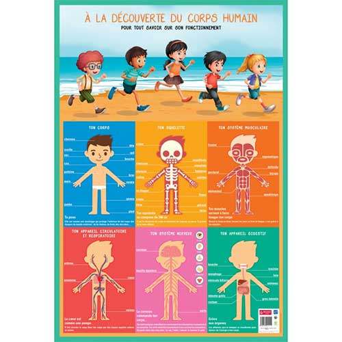 Poster corps humain L/H 62x76 cm.