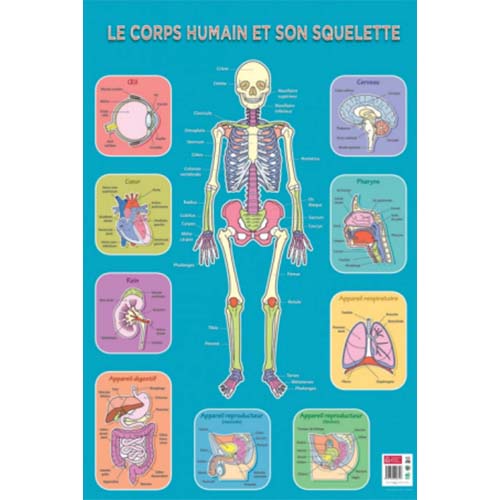 Poster squelette humain L/H 62x76 cm.